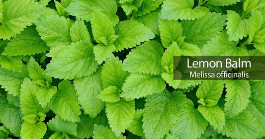 Lemon balm