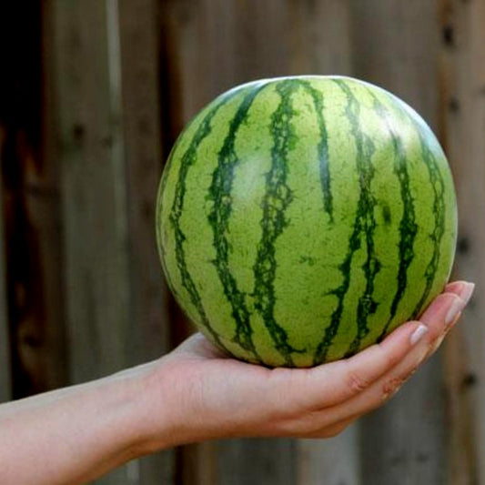 Mini Watermelon