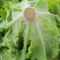 Medium Lettuce Variety