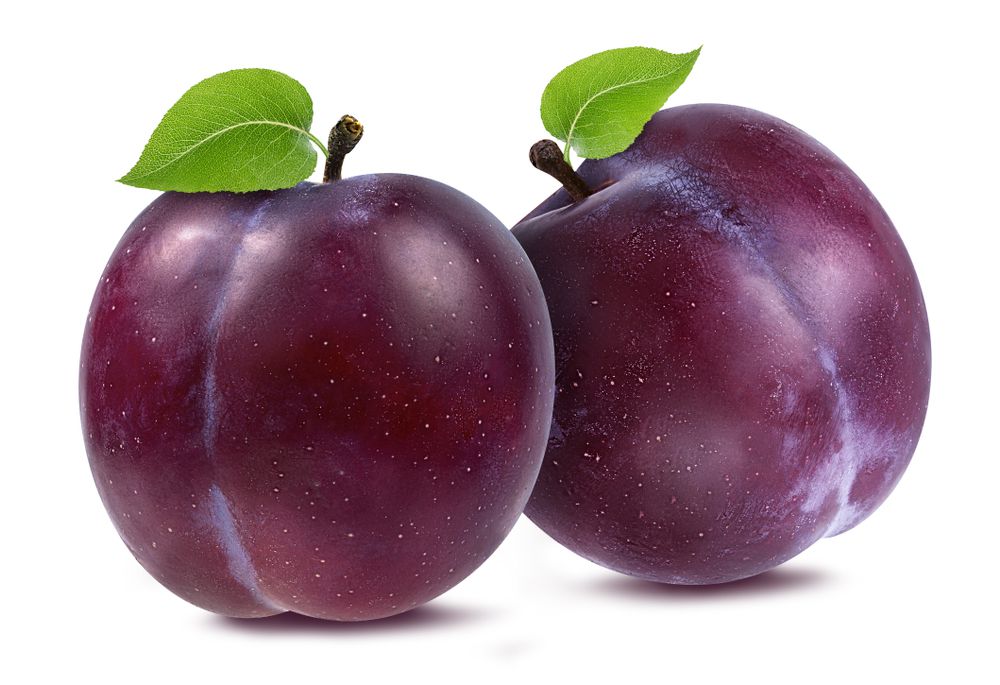 Plum Purple