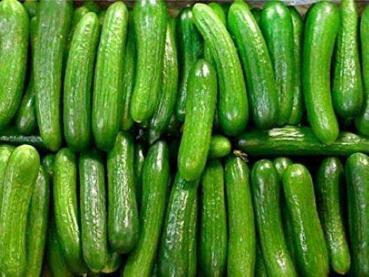 Persian Cucumber