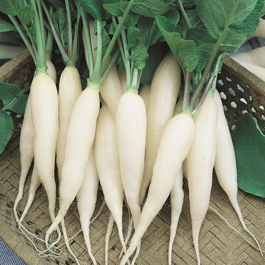 Radish White