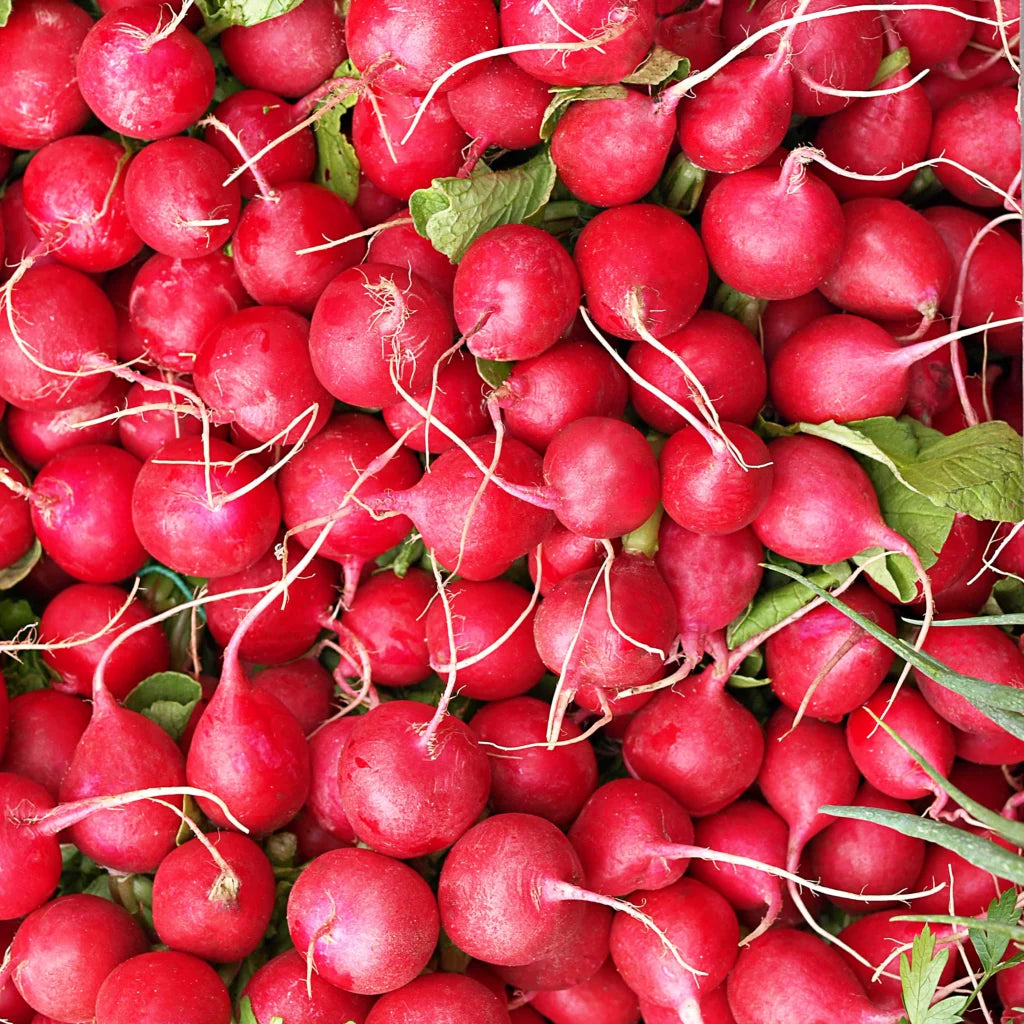 Radish