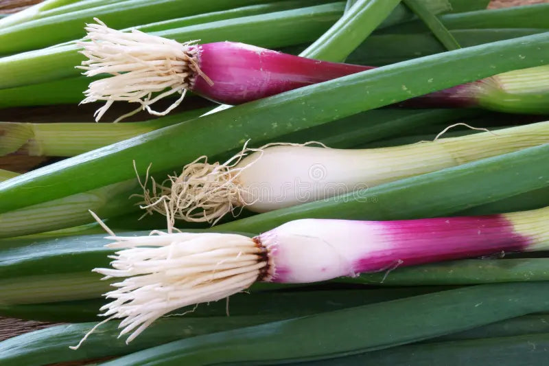 Onions - Spring Red