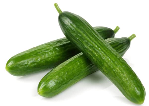 Socrates Cucumber Shoots