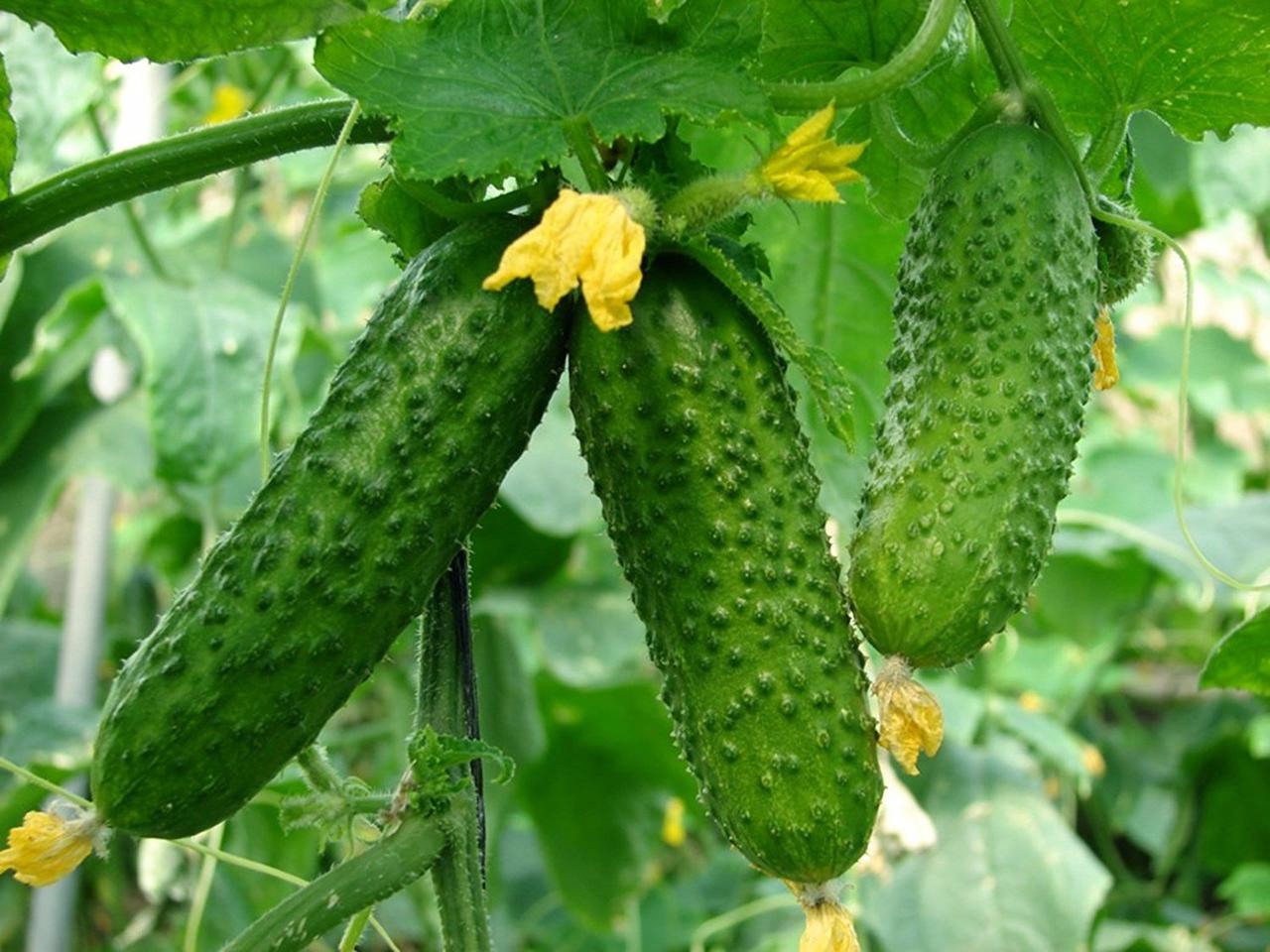 Adam Gherkin Cucumber