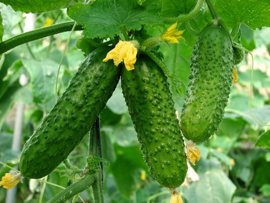 Adam Gherkin Cucumber