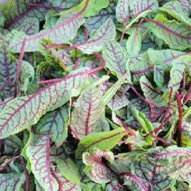 Sorrel