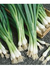Onion OG spring white 12ct