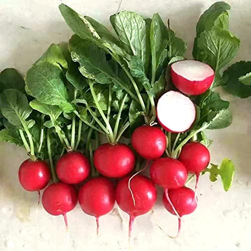 Watermellon Radish