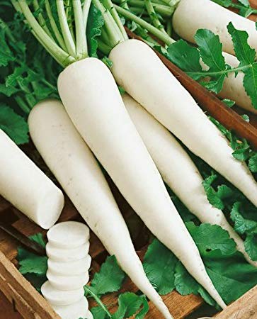 Icicle Radish