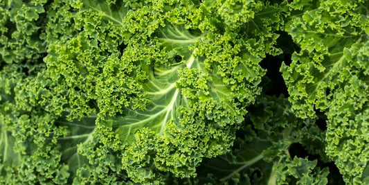 Winterbor curly Kale